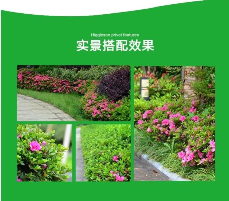 杜鹃苗，四季杜鹃苗，毛杜鹃苗，杜鹃花苗，红杜鹃苗