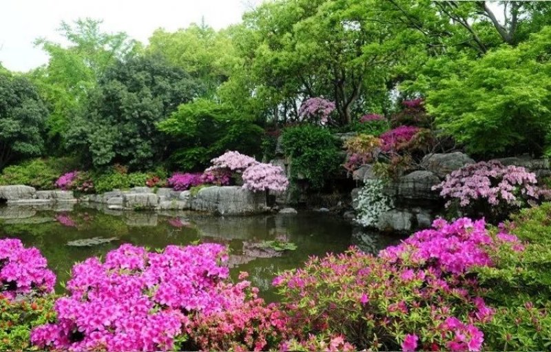 杜鹃苗，四季杜鹃苗，毛杜鹃苗，杜鹃花苗，红杜鹃苗