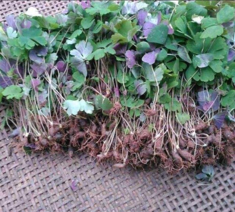 野生天葵子，千年老鼠屎产地直供