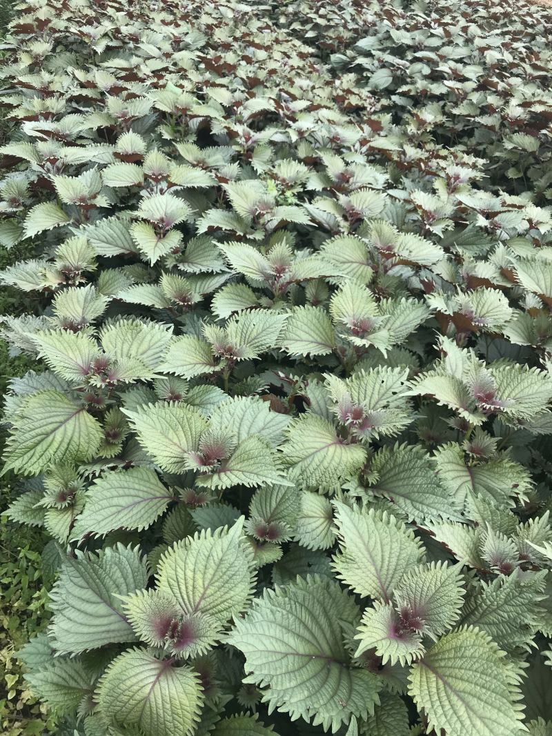 紫苏叶，苏子叶现摘现发，产地直发常年有货，药食同源！！