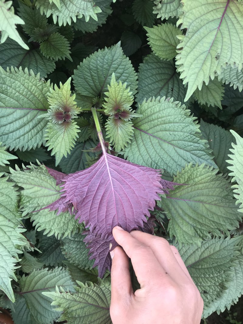 紫苏叶，苏子叶现摘现发，产地直发常年有货，药食同源！！