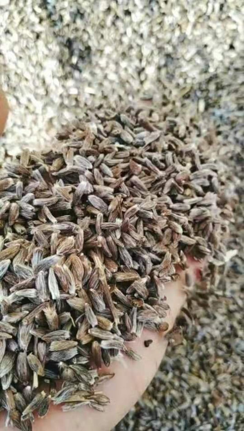苍术种子辽宁苍术种子产地直发常年供应欢迎来电咨询