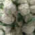 《精品》菜花2-3散花乳白价格美丽产地直供量大从优