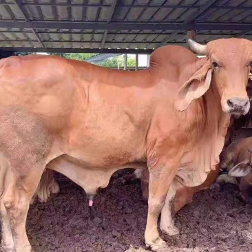 肉牛犊育肥肉牛屠宰牛吨牛价格低养殖场直发
