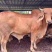 肉牛犊育肥肉牛屠宰牛吨牛价格低养殖场直发