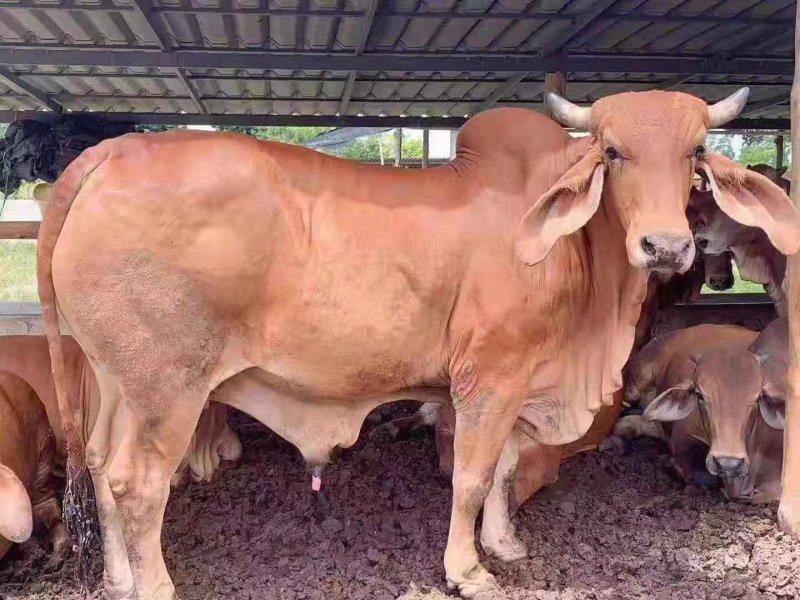 肉牛犊育肥肉牛屠宰牛吨牛价格低养殖场直发