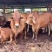 肉牛犊育肥肉牛屠宰牛吨牛价格低养殖场直发
