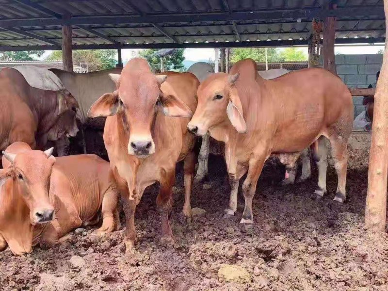肉牛犊育肥肉牛屠宰牛吨牛价格低养殖场直发