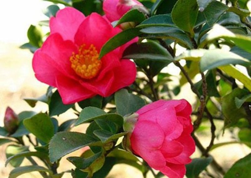 茶花苗，茶花树苗，山茶苗，耐冬，室内外茶花苗，大红茶花苗