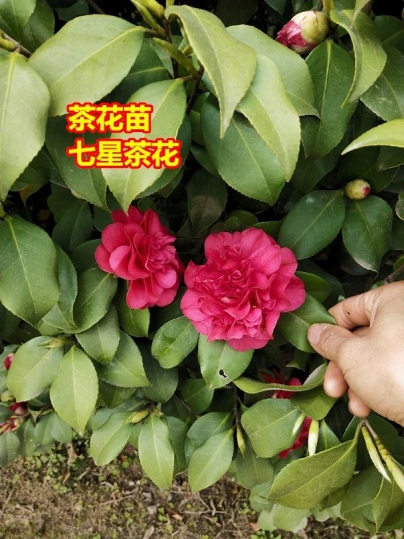 茶花苗，茶花树苗，山茶苗，耐冬，室内外茶花苗，大红茶花苗