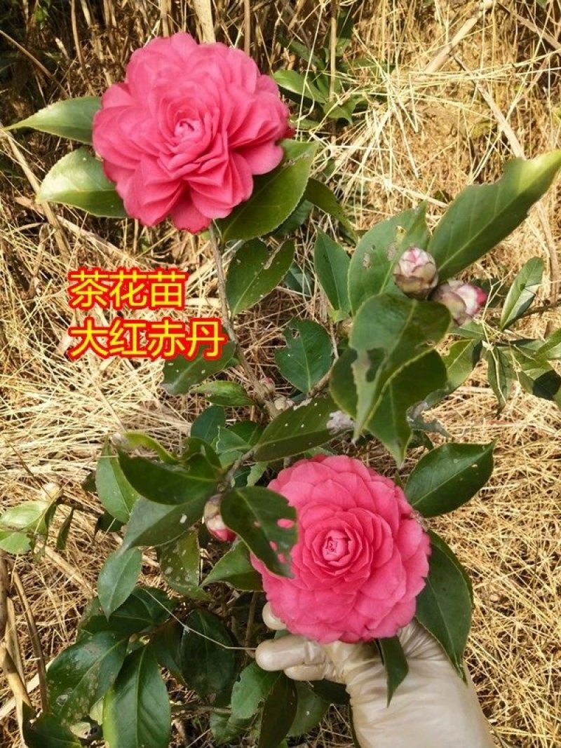 茶花苗，茶花树苗，山茶苗，耐冬，室内外茶花苗，大红茶花苗