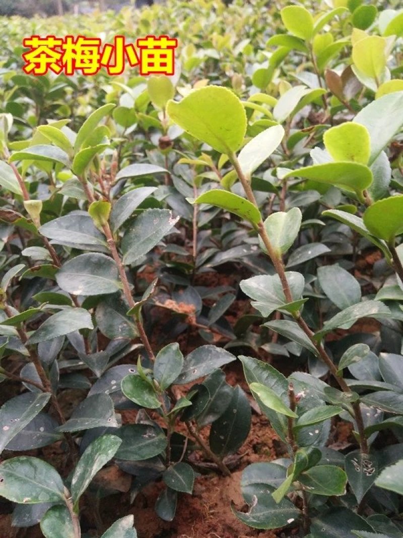 茶花苗，茶花树苗，山茶苗，耐冬，室内外茶花苗，大红茶花苗