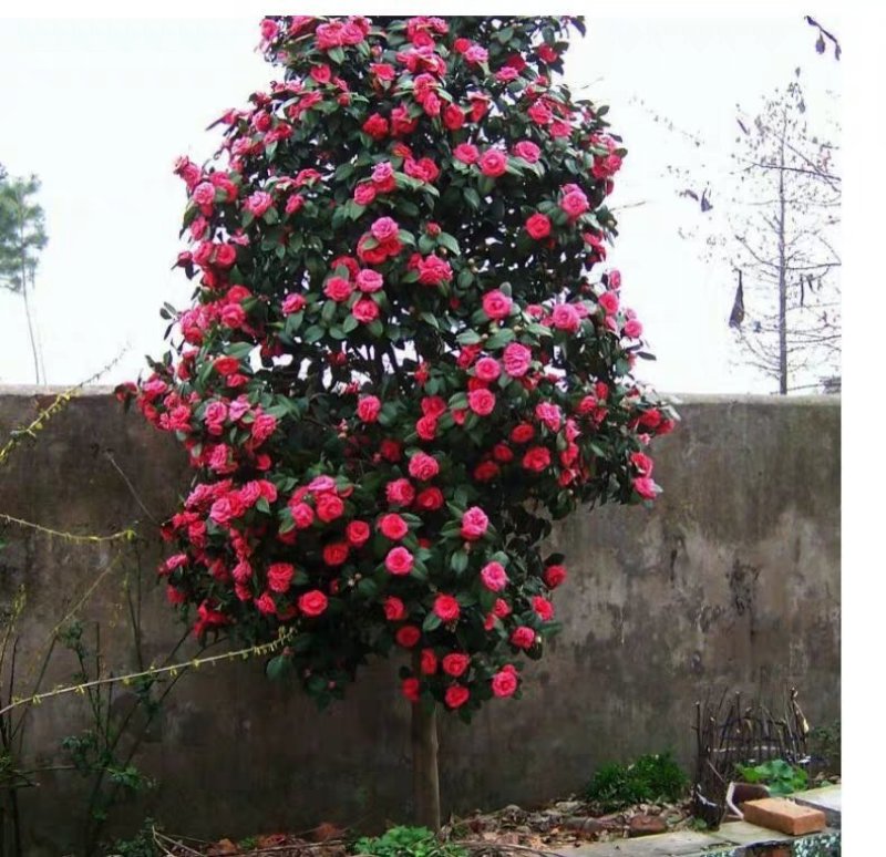 茶花苗，茶花树苗，山茶苗，耐冬，室内外茶花苗，大红茶花苗