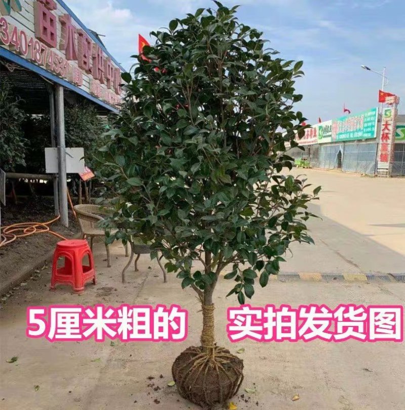 茶花苗，茶花树苗，山茶苗，耐冬，室内外茶花苗，大红茶花苗