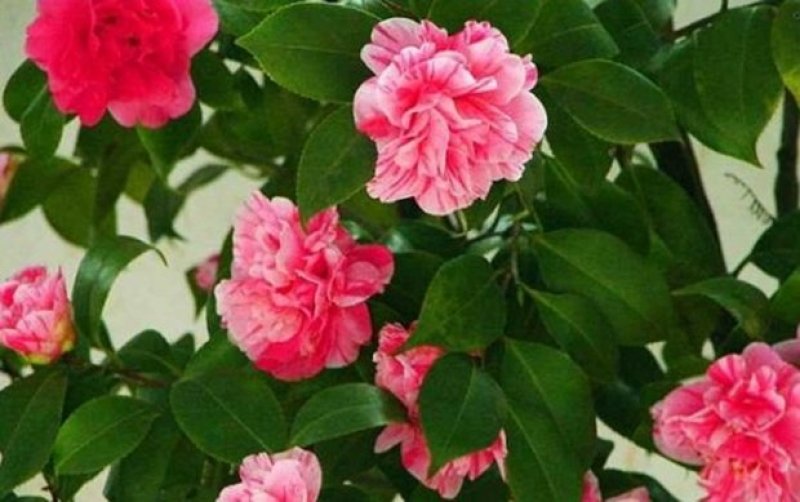 茶花苗，茶花树苗，山茶苗，耐冬，室内外茶花苗，大红茶花苗