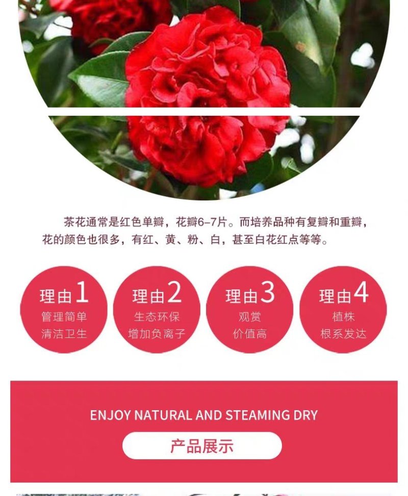 茶花苗，茶花树苗，山茶苗，耐冬，室内外茶花苗，大红茶花苗