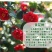茶花苗，茶花树苗，山茶苗，耐冬，室内外茶花苗，大红茶花苗