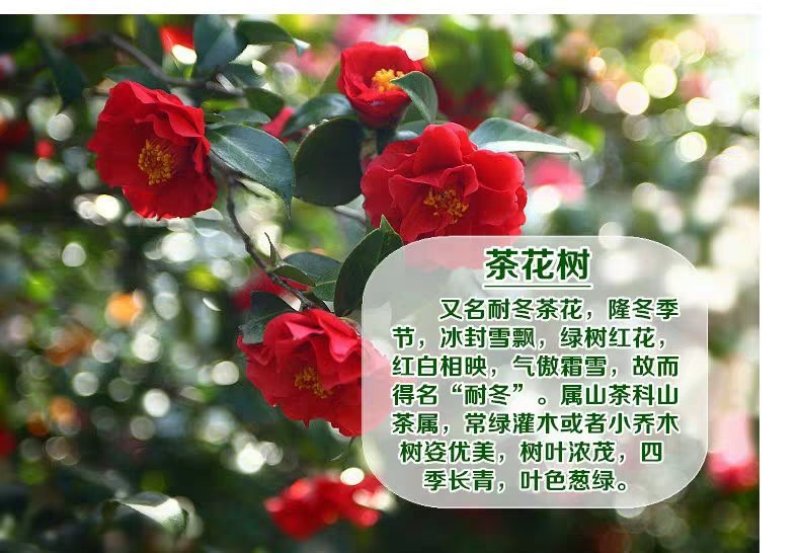 茶花苗，茶花树苗，山茶苗，耐冬，室内外茶花苗，大红茶花苗