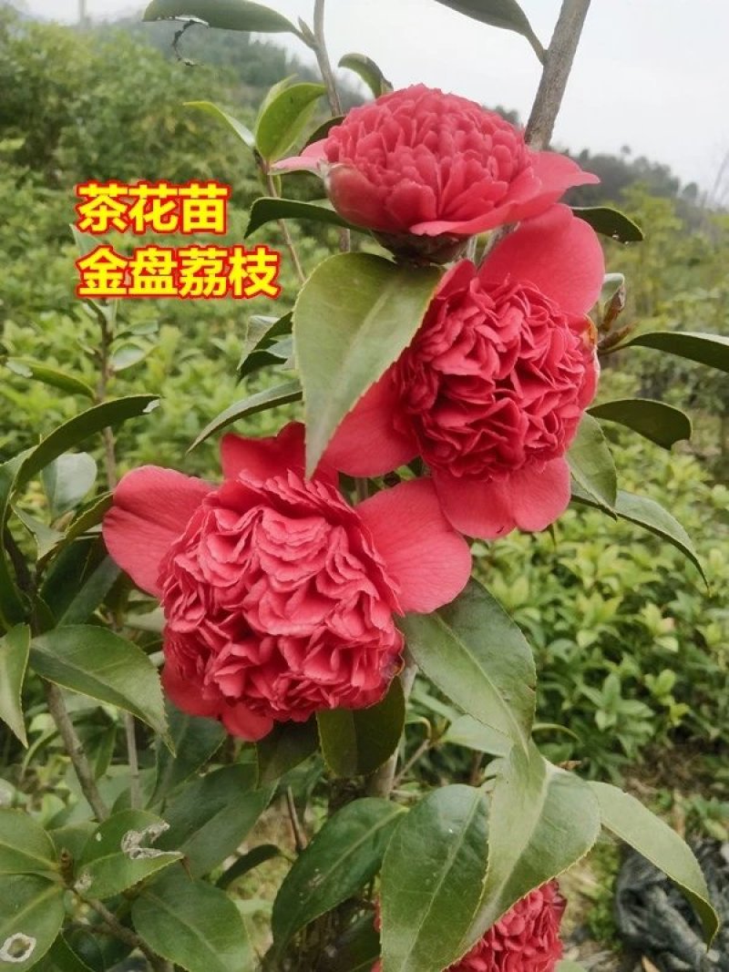 茶花苗，茶花树苗，山茶苗，耐冬，室内外茶花苗，大红茶花苗