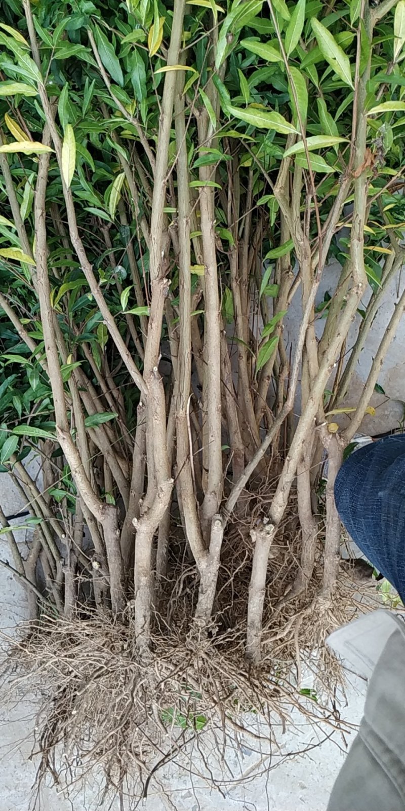 石榴树石榴树苗怀远石榴树