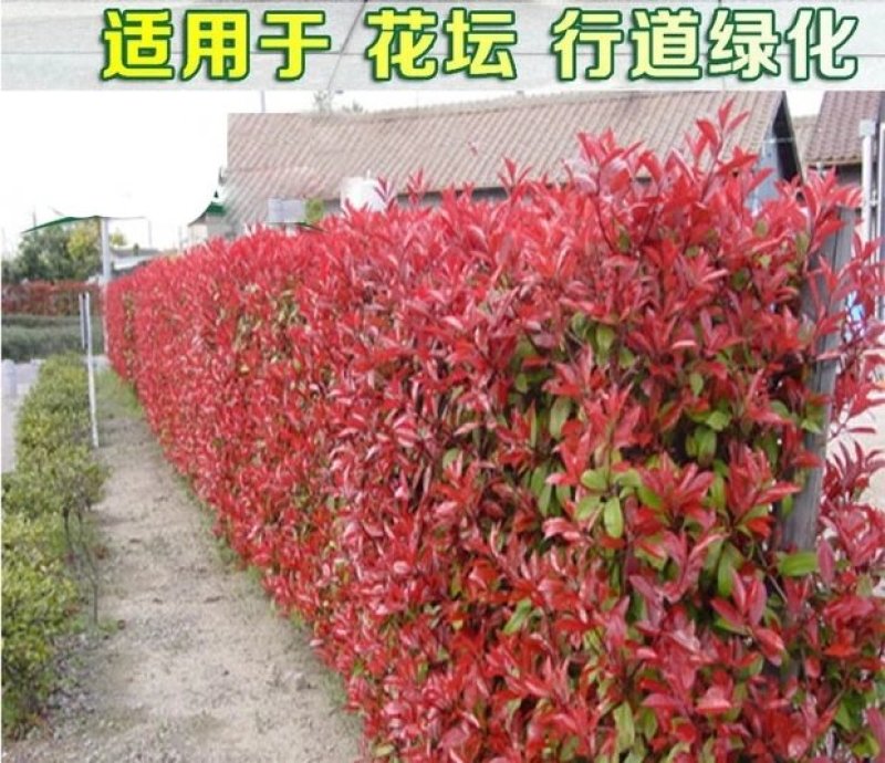 红叶石楠苗红罗宾树苗色块工程庭院绿化苗篱笆苗地栽小苗