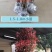 红叶石楠苗红罗宾树苗色块工程庭院绿化苗篱笆苗地栽小苗