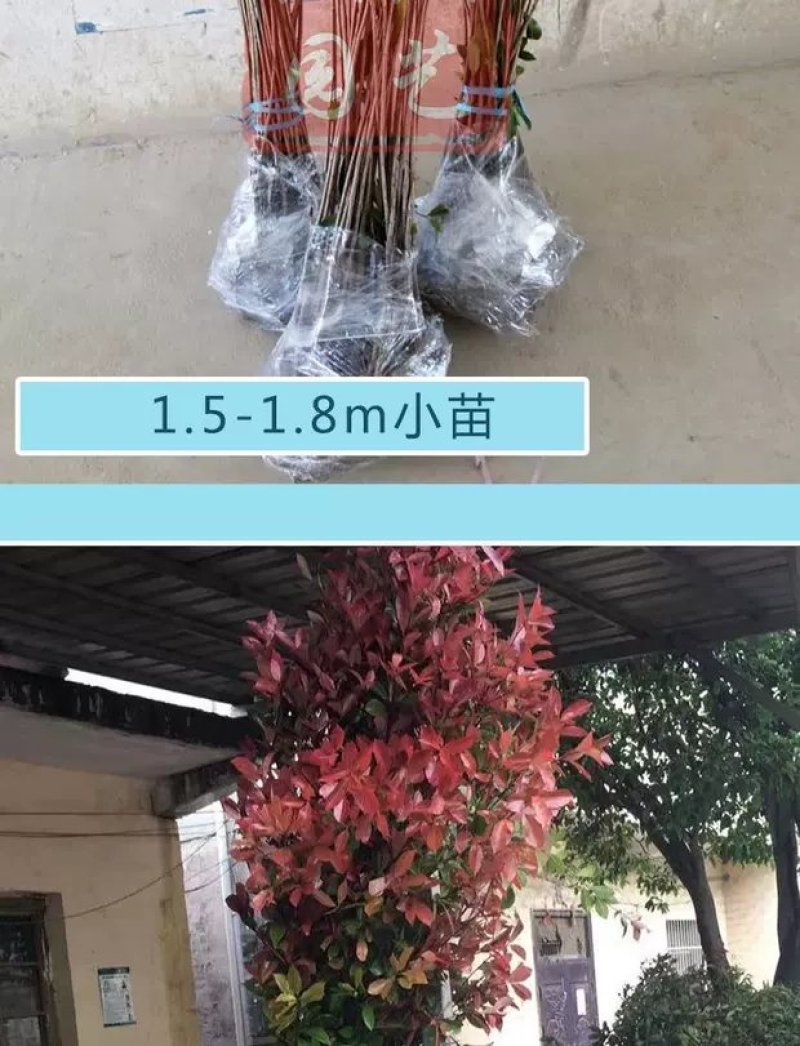 红叶石楠苗红罗宾树苗色块工程庭院绿化苗篱笆苗地栽小苗