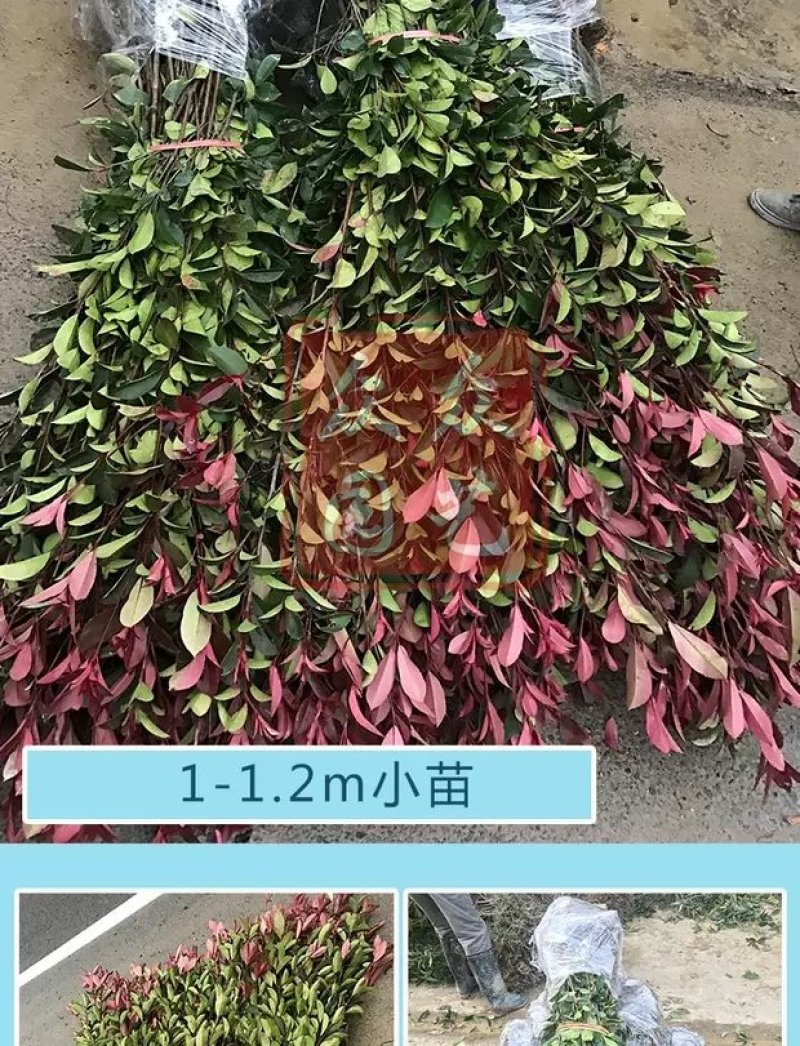 红叶石楠苗红罗宾树苗色块工程庭院绿化苗篱笆苗地栽小苗