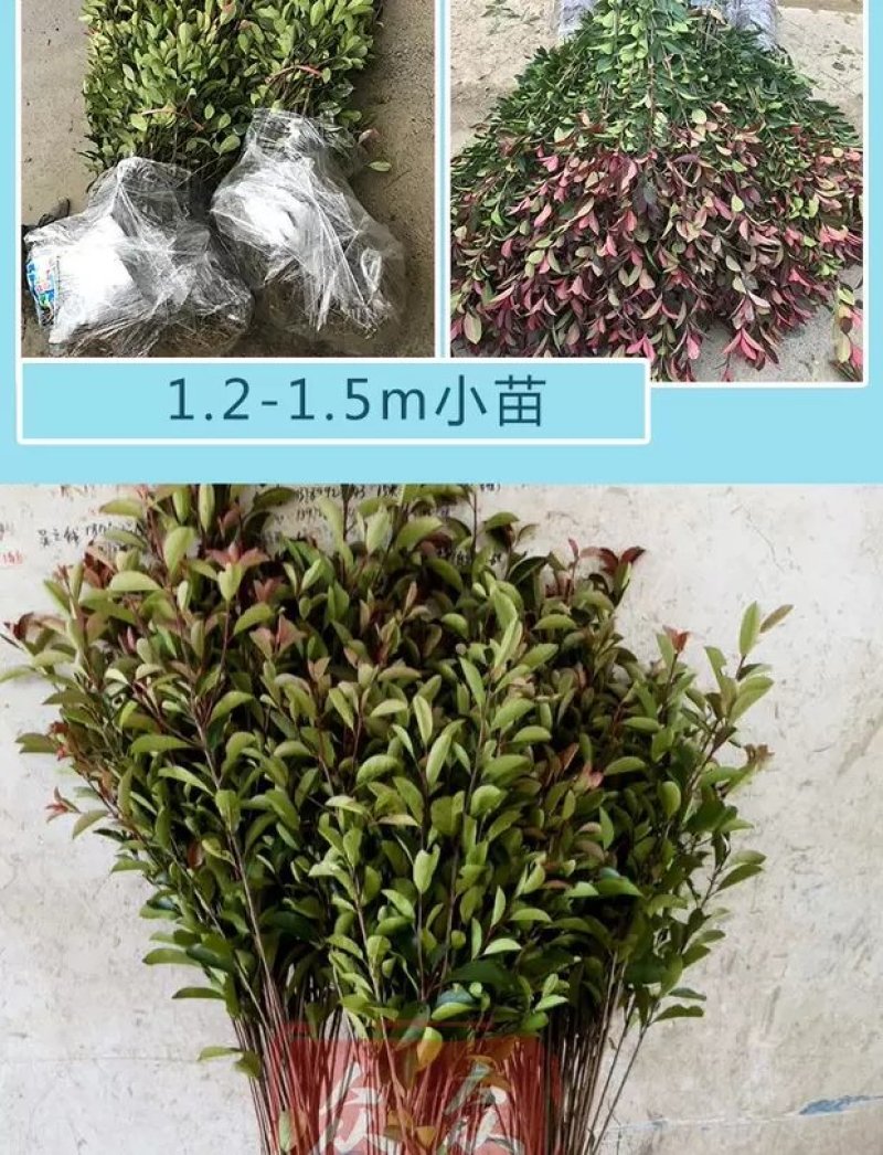 红叶石楠苗红罗宾树苗色块工程庭院绿化苗篱笆苗地栽小苗