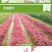 红叶石楠苗红罗宾树苗色块工程庭院绿化苗篱笆苗地栽小苗