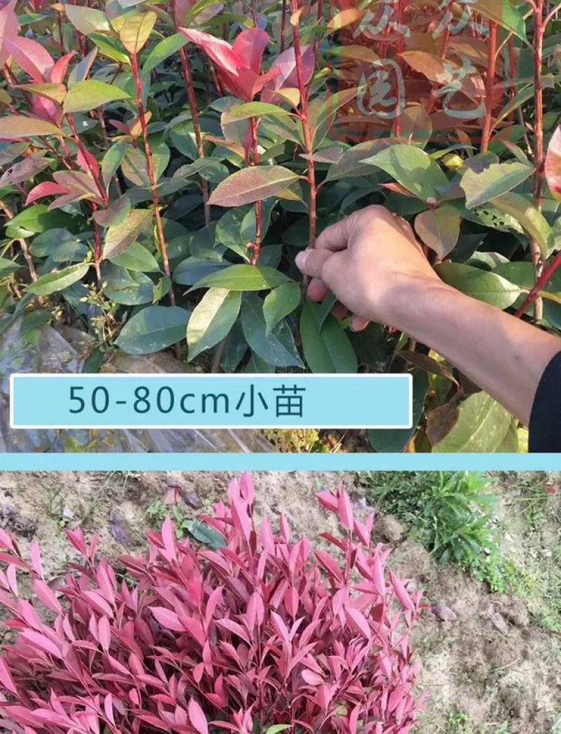红叶石楠苗红罗宾树苗色块工程庭院绿化苗篱笆苗地栽小苗