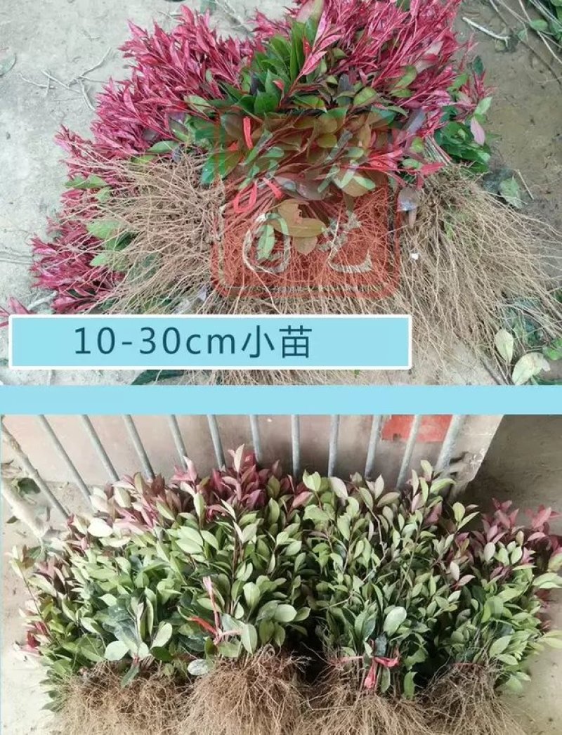红叶石楠苗红罗宾树苗色块工程庭院绿化苗篱笆苗地栽小苗