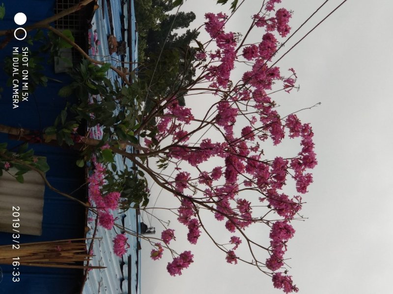 紫花风铃木多花紫花风铃木，进口紫花风铃木