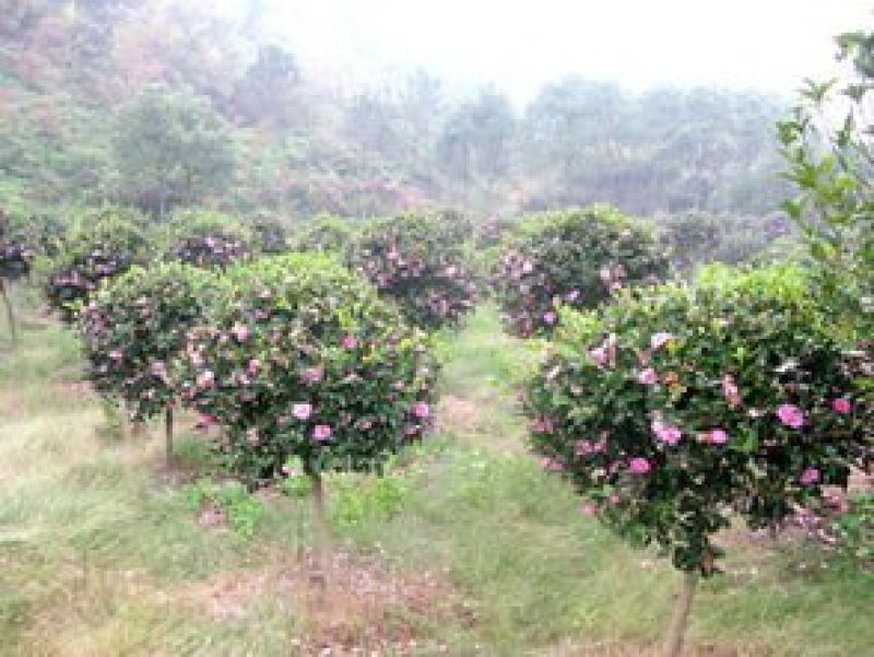 茶梅苗，茶梅花苗，粉红茶梅苗，茶梅树苗，茶梅球树苗