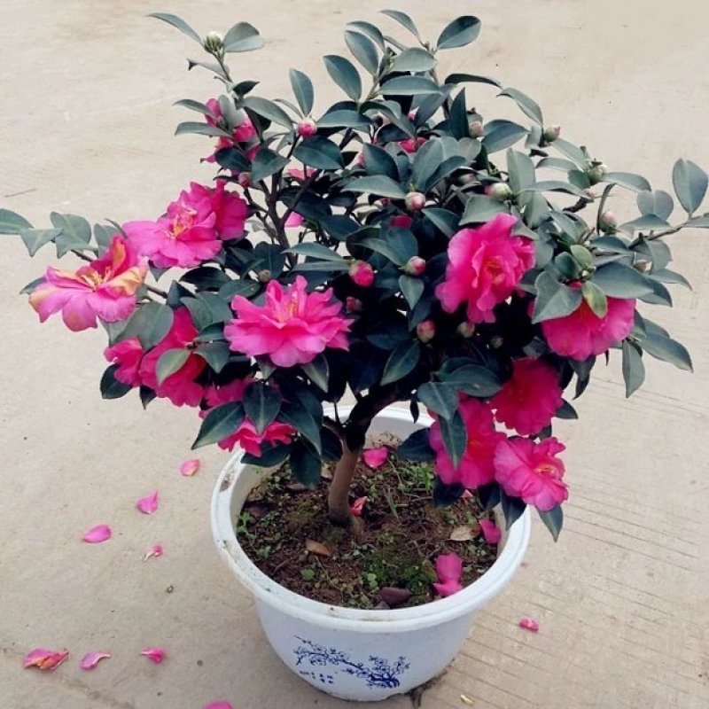 茶梅苗，茶梅花苗，粉红茶梅苗，茶梅树苗，茶梅球树苗