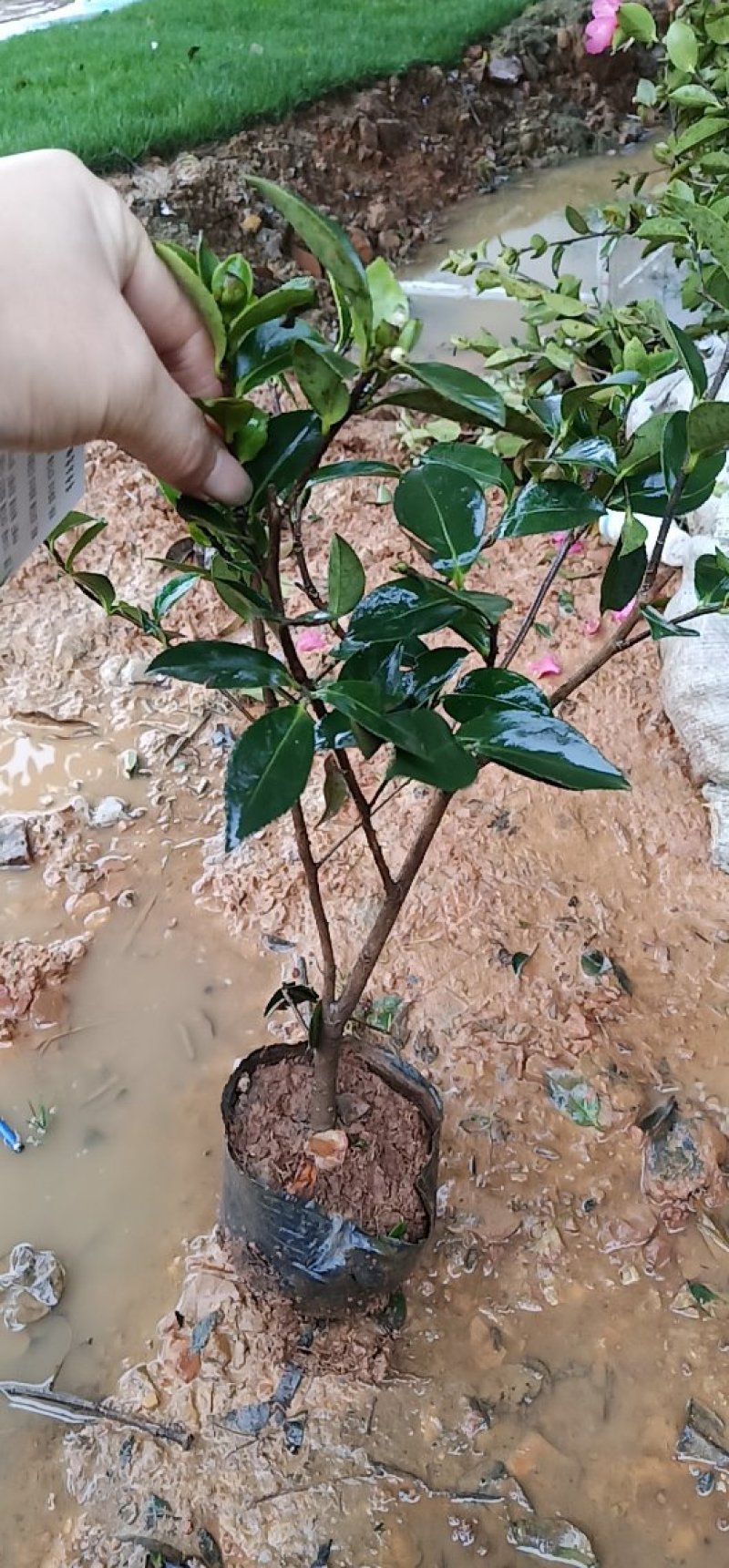 茶梅苗，茶梅花苗，粉红茶梅苗，茶梅树苗，茶梅球树苗