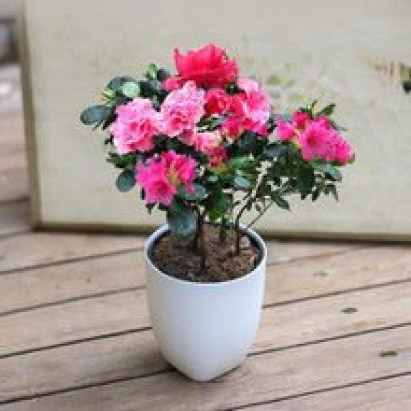 茶梅苗，茶梅花苗，粉红茶梅苗，茶梅树苗，茶梅球树苗