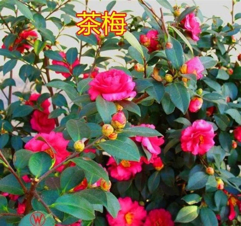 茶梅苗，茶梅花苗，粉红茶梅苗，茶梅树苗，茶梅球树苗