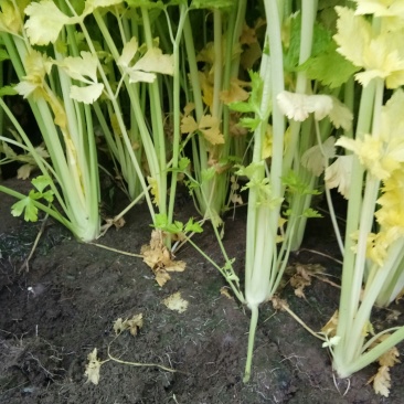 马家沟芹菜