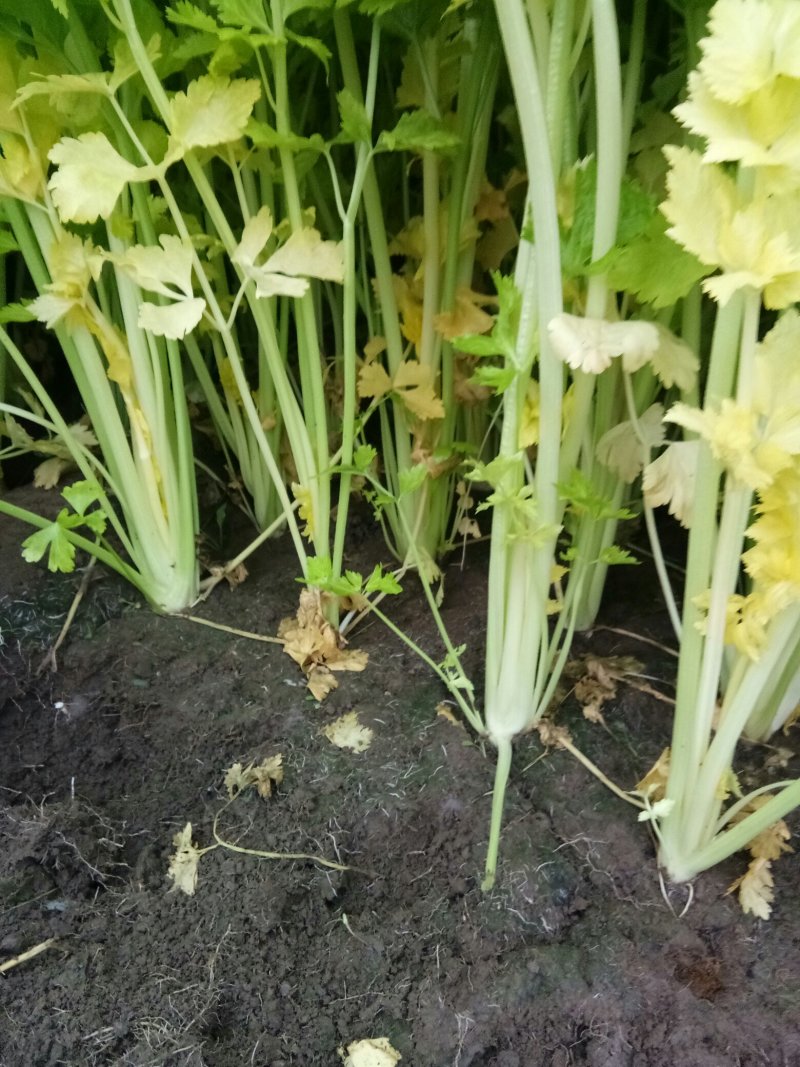 马家沟芹菜