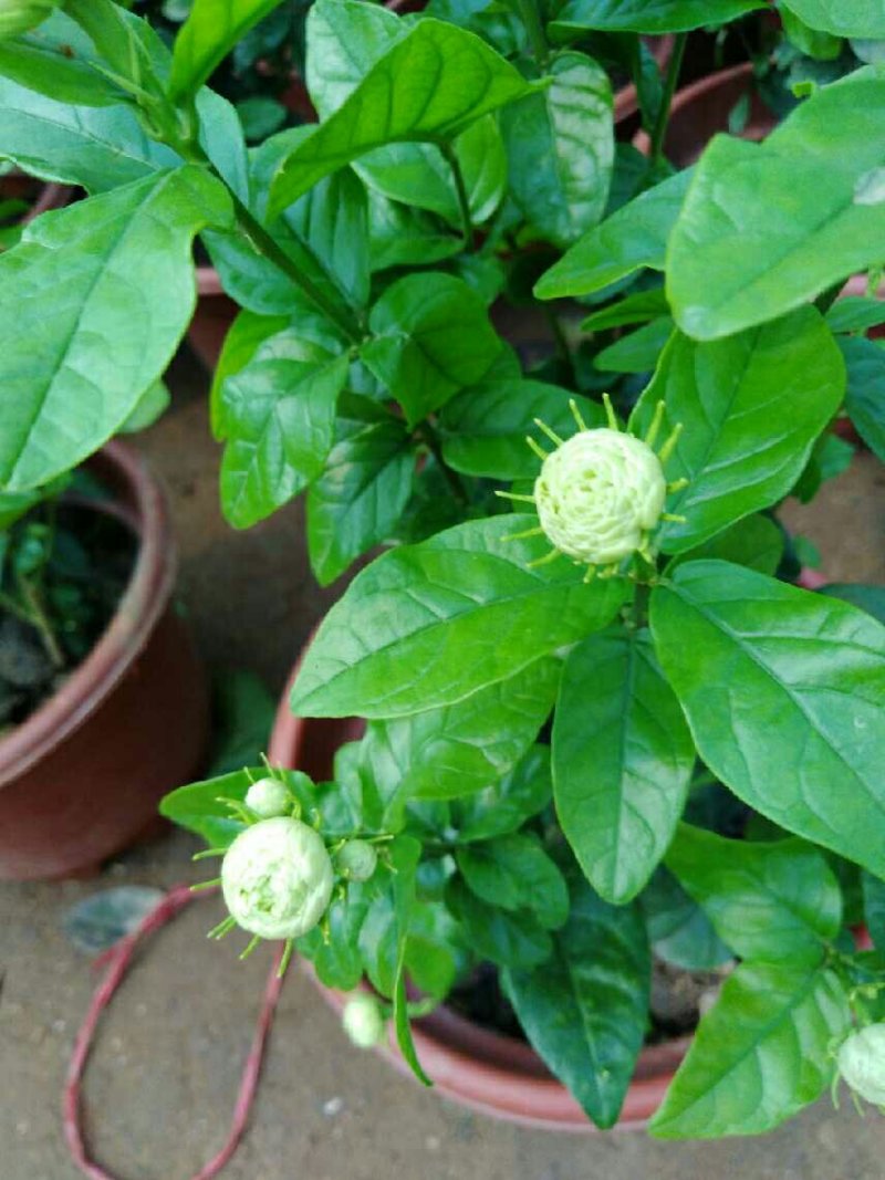 三叶轮生虎头茉莉苗茉莉花盆栽庭院阳台芳香茉莉大花重瓣