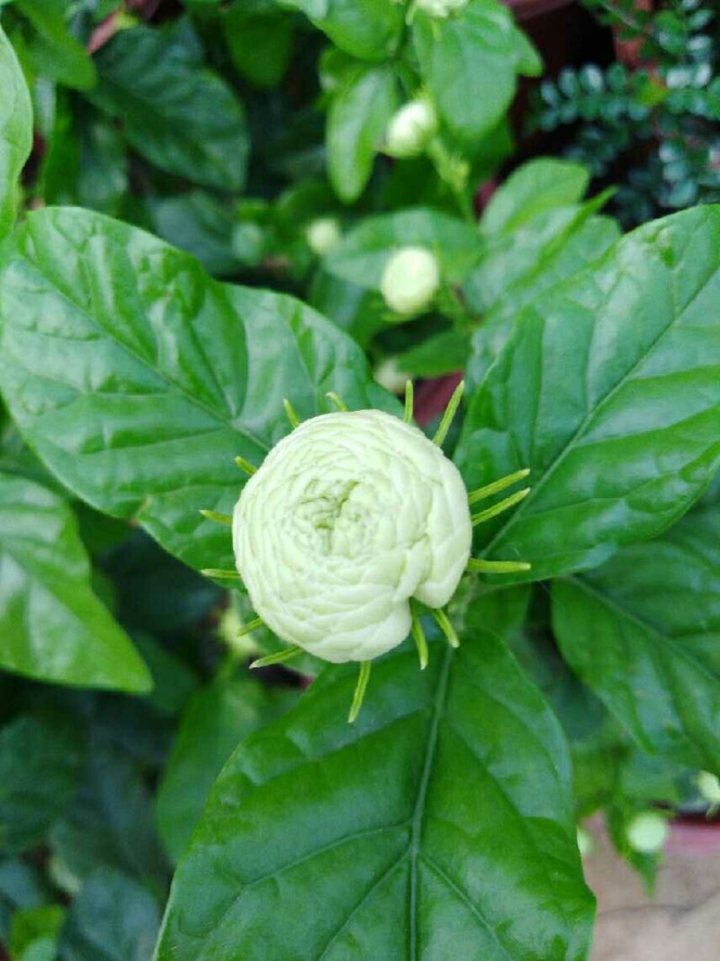 三叶轮生虎头茉莉苗茉莉花盆栽庭院阳台芳香茉莉大花重瓣