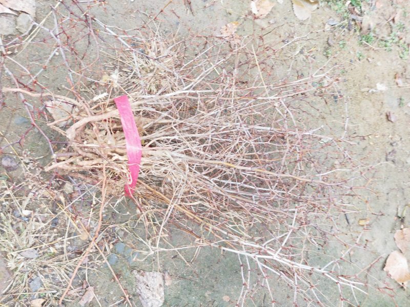 酸枣苗批发嫁接枣树占木酸枣种子价格量大优惠