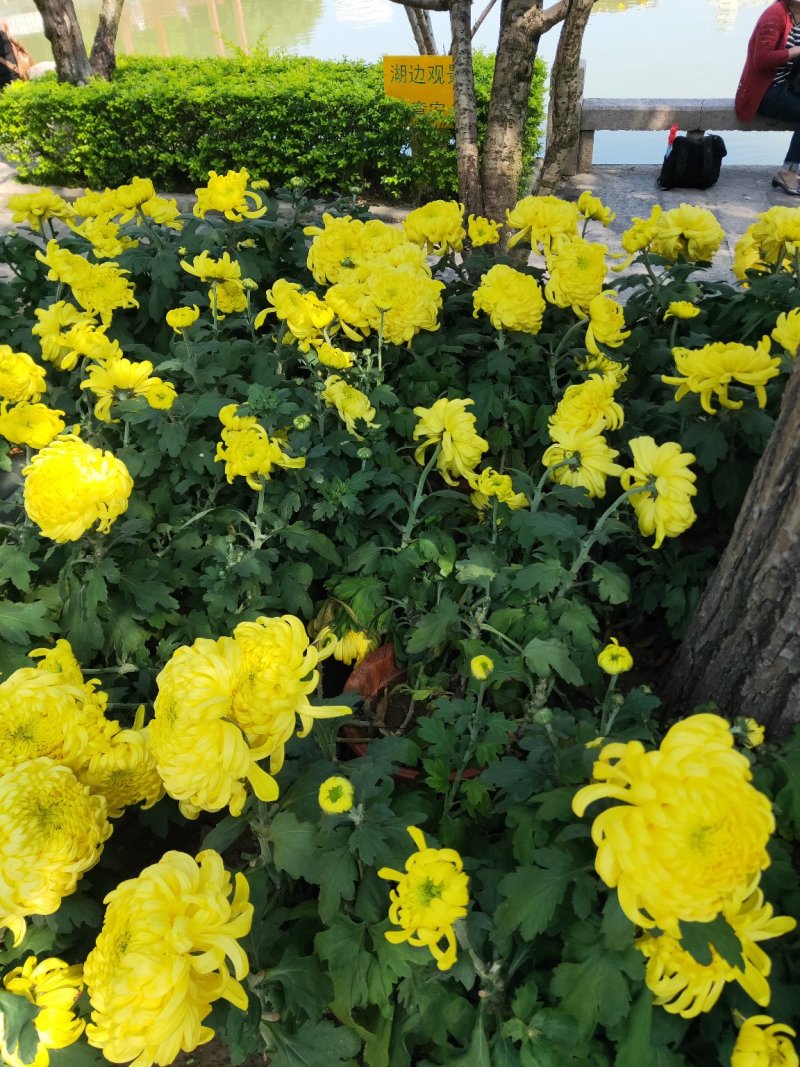 土蜂蜜土蜜，野山蜂福建