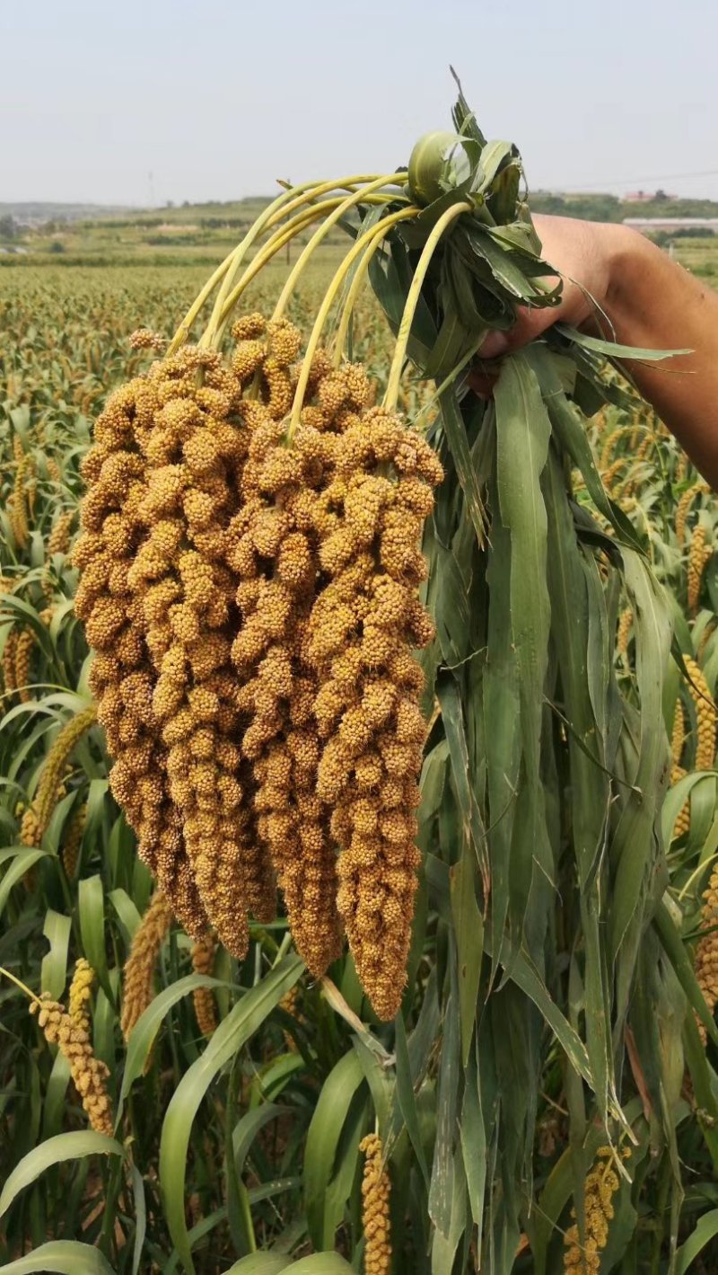 璐通黄金苗黄米黄谷高产抗倒伏优质谷种