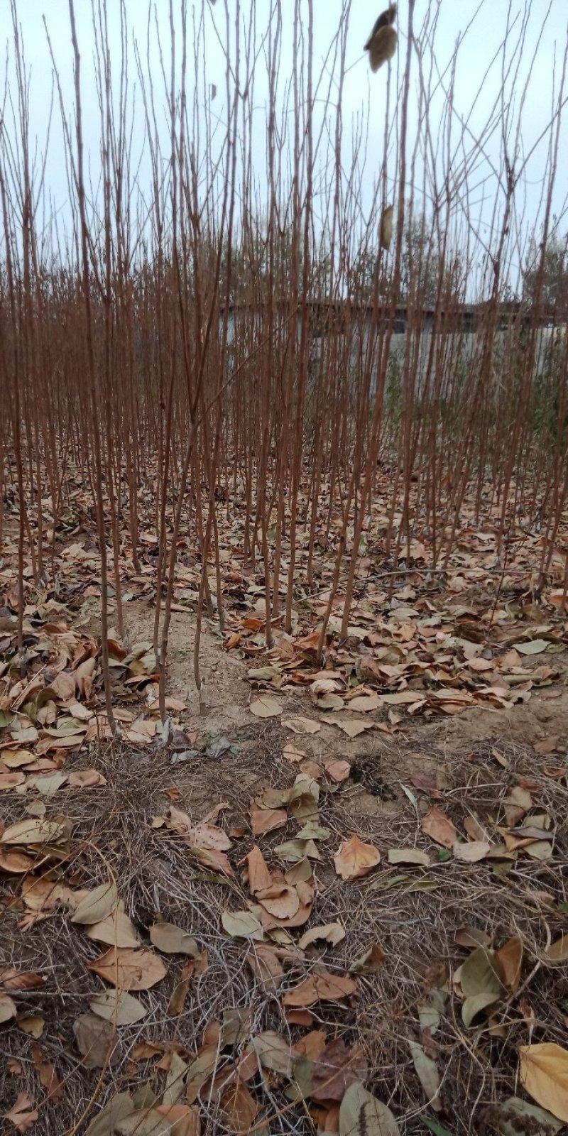 甜柿子树苗日本次郎柿子树苗基地直供免费提供种植技术