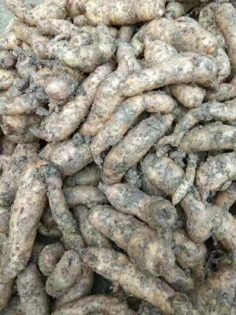 生鲜天麻中小果天麻，产地直发，一手货源