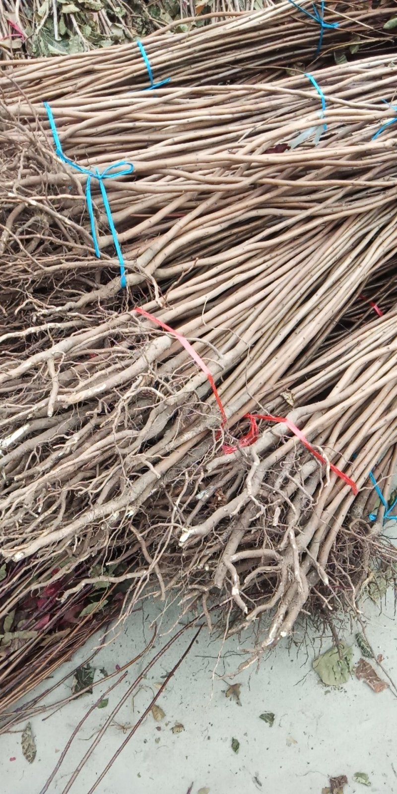 甜柿子树苗日本次郎柿子树苗基地直供免费提供种植技术