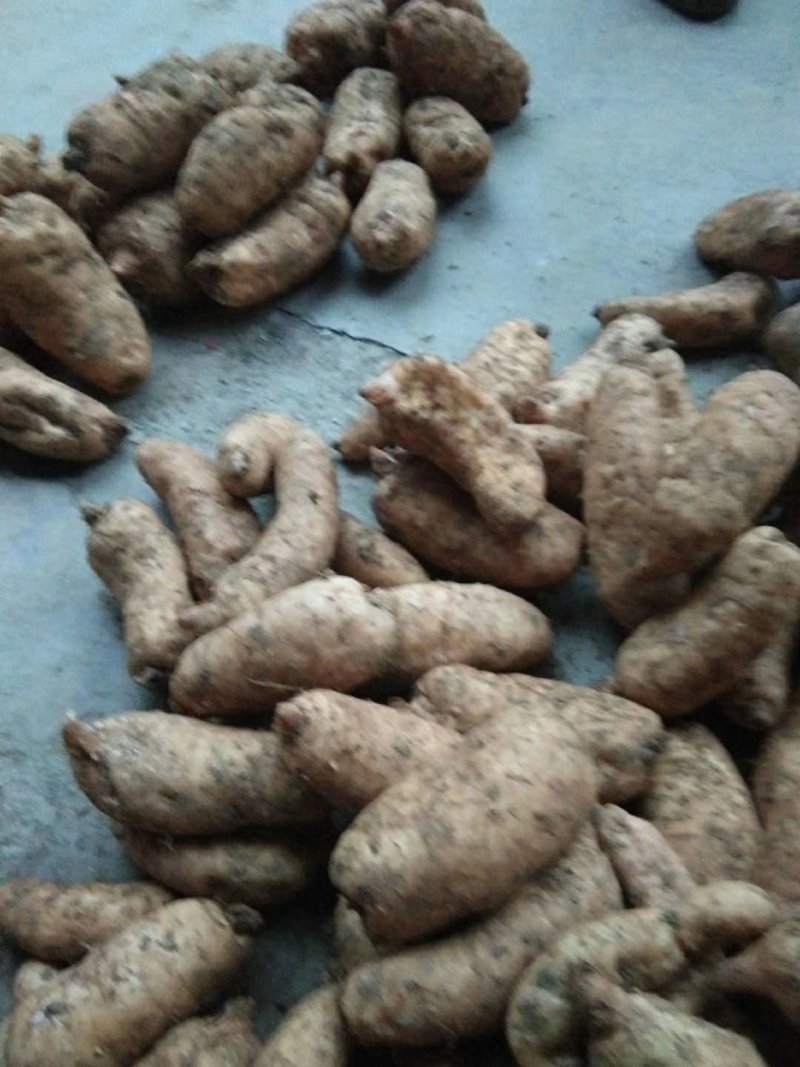 生鲜天麻中小果天麻，产地直发，一手货源