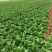 A货180规格精品绿萝基地直供价格实惠。